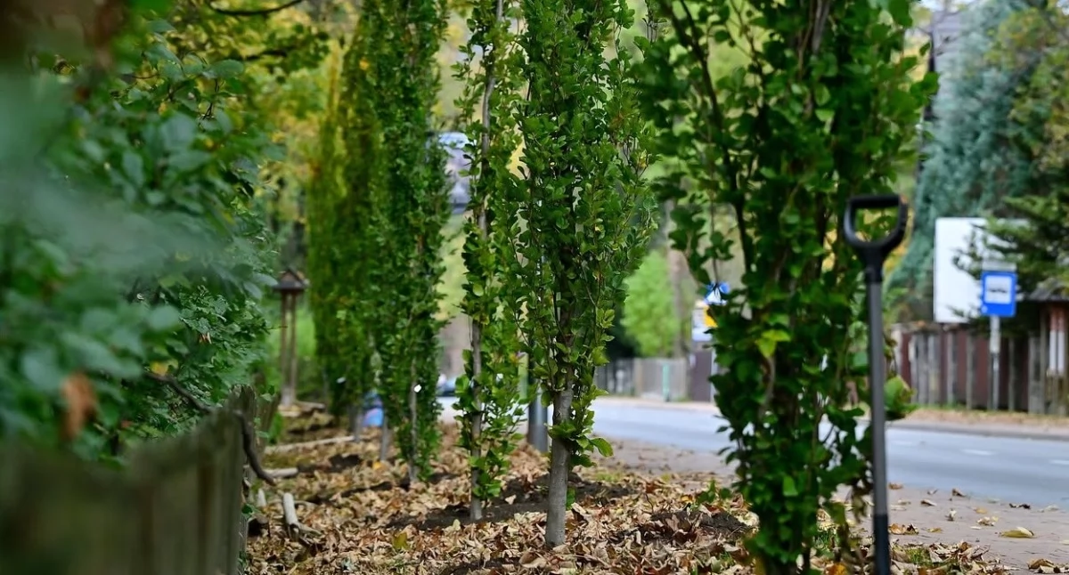 Sprawy lokalne, drzewa pielęgnacja zieleni miejskiej Zakopanem - zdjęcie, fotografia