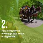 Fotka nr 1 z 12