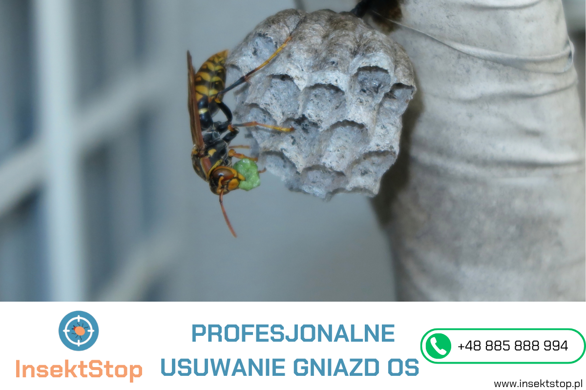 usuwanie gniazd os i szerszeni insektstop