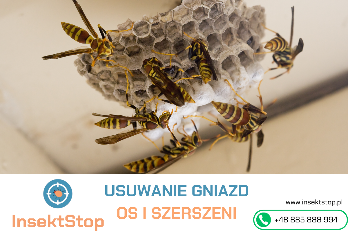 usuwanie gniazd os i szerszeni insektstop