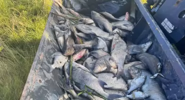 Policjanci i urzędnicy wyjaśniają przyczyny śmierci setek ryb w Czarnej Orawie