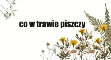 Papierowe zwierzęta i tajemnice lasu - bezpłatne warsztaty plastyczne dla dzieci w Zakopanem