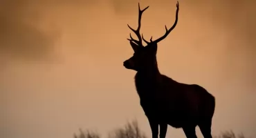Jesienne rykowisko jeleni - mieszkańcy i turyści proszeni o rozwagę