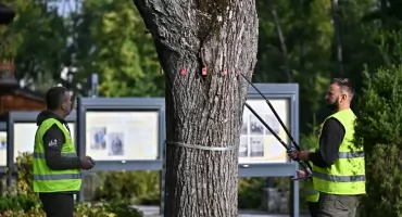 Bezpieczeństwo mieszkańców priorytetem – trwają ekspertyzy dendrologiczne