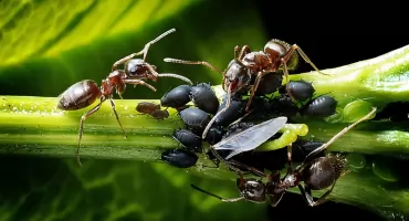 Ciche zagrożenie w ogrodzie – jak radzić sobie z mszycami?