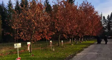 Aleja Dębów Pamięci w Rabce – hołd dla zamordowanych Polaków w Katyniu