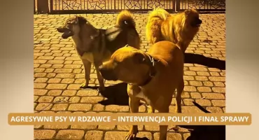 Dzięki działaniom policji agresywne psy trafiły do schroniska