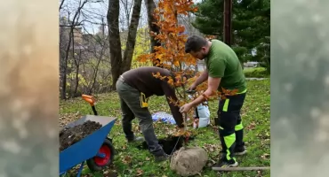 Jesienne nasadzenia w Zakopanem – 137 nowych drzew wzbogaci miejską zieleń