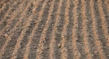 Wiosenna regeneracja po trudnej zimie. Czy inokulanty stymulują rośliny szybciej niż tradycyjne biostymulatory?