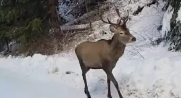 Jeleń na szlaku w Dolinie Kościeliskiej