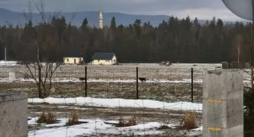 Mieszkanka Zaskala ostrzega przed agresywnymi psami biegającymi luzem - pogryzły jej psa, mogą być groźne dla dzieci