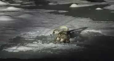 Strażacy uratowali łabędzia uwięzionego na lodowej krze na Dunajcu