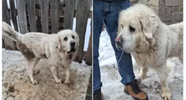 Zaniedbane owczarki podhalańskie z Podczerwonego odebrane właścicielowi 