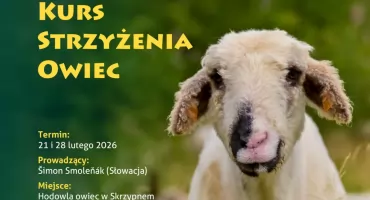Instytut Dziedzictwa Niematerialnego Ludów Karpackich zaprasza na kurs strzyżenia owiec