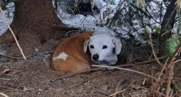 Sołtys Podszkla i policjanci z Czarnego Dunajca pomogli porzuconym psom - apel o pomoc i adopcję