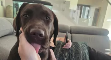 Zaginęła młoda suczka w Czarnym Dunajcu - apel o pomoc w jej odnalezieniu