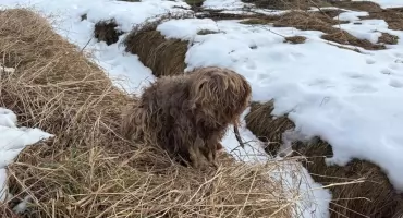 Gmina Poronin poszukuje właściciela porzuconego psa w Zębie