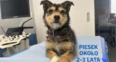 Piesek Czesiek szuka nowego właściciela