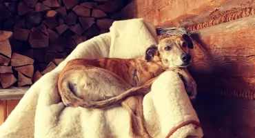 Zaginęła Lomi z Czerwiennego - właścicielka apeluje o pomoc