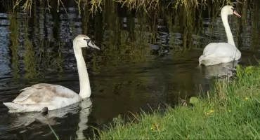 Ognisko ptasiej grypy wykryte w Waksmundzie. Wiele miejscowości w strefie objętej zakażeniem. Co to oznacza dla mieszkańców?