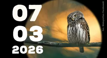 Noc Sów ponownie w Rabce-Zdroju - zaproszenie na dwudniowe wydarzenie edukacyjne i terenowe