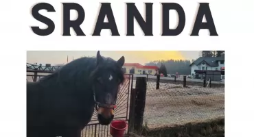 Koń Sranda do adopcji. Ruszył nabór zgłoszeń w Jabłonce