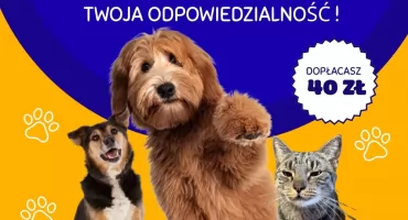 Gmina Czorsztyn organizuje czipowanie zwierząt