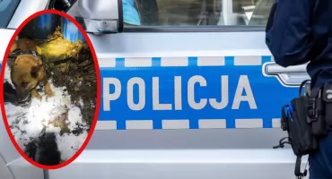 Narkotyki i zatrzymanie w gminie Jordanów. 33-latek trafił do aresztu