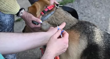 Czipowanie zwierząt w Czorsztynie ruszyło. Mieszkańcy dopisali