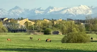 Zuchwała kradzież koni w Nowym Targu