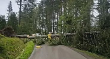 Silny wiatr powalił drzewo - interweniowali strażacy