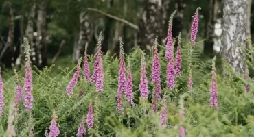 Górale i drzewa – jak tradycyjna gospodarka leśna spotyka się z nowoczesną arborystyką?