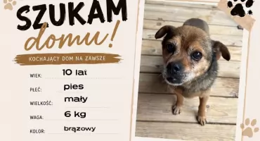 Gmina Poronin szuka domów dla psów - samorząd apeluje o adopcję po zamknięciu schroniska w Nowym Targu