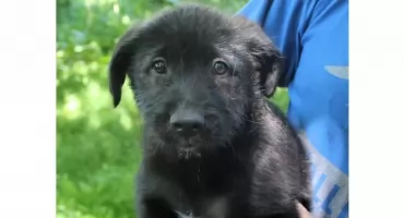 Gmina Biały Dunajec apeluje o adopcję psów - ponad 20 czworonogów pilnie potrzebuje nowych domów