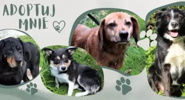 Jedenaście psów czeka na nowy dom - Urząd Gminy Raba Wyżna apeluje o adopcję po zamknięciu schroniska w Nowym Targu