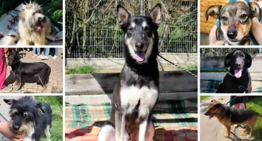 Nowy rozdział dla czworonogów. Pierwsze adopcje już za nimi
