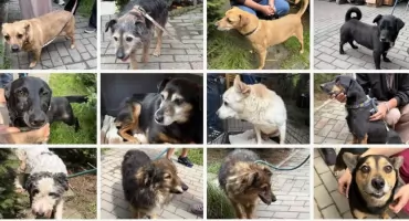 Kolejne psy opuściły schronisko w Nowym Targu. Dla wielu z nich zaczęło się nowe życie