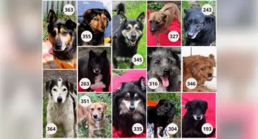 Adopcja psa w gminie Jabłonce. Wcześniejsze zgłoszenie ułatwi formalności