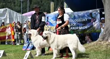 Białe olbrzymy na festiwalu. Owczarki podhalańskie zachwyciły odwiedzających