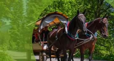 Konie na trasie do Morskiego Oka - TPN przypomina o zasadach ich pracy i odpoczynku