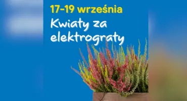 Wrzosy za elektrośmieci. Castorama rusza z jesienną akcją