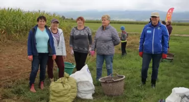 Wykopki w Gronkowie - mieszkańcy przypomnieli dawne tradycje