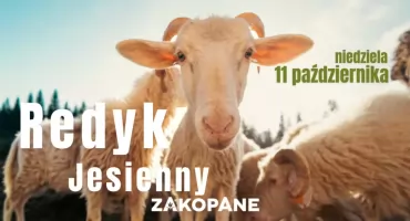 Jesienny redyk w Zakopanem. Owce zejdą z hal, tradycja znów ożyje na ulicach miasta