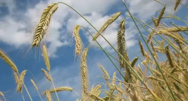 Jak stosować nawóz DK Excited w uprawie zbóż