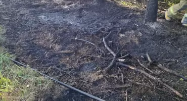 Ogień pojawił się w lesie w Jabłonce. Interweniowali strażacy