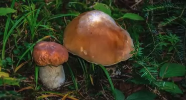 Pięć zgłoszeń, pięć razy borowik. Gdzie na prawdziwki pod Nowym Targiem?