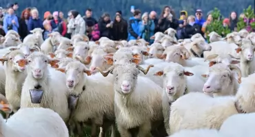 Pasterskie dziedzictwo nie traci na znaczeniu - Jesienny Redyk w Zakopanem