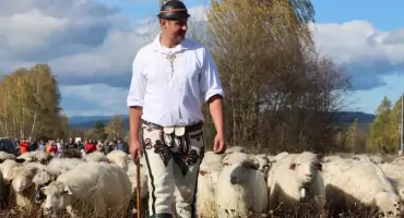 Jesienny Redyk w Czarnym Dunajcu. Przed nami dwa dni góralskich tradycji i pasterskich pokazów
